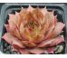Sempervivum PURDY`S 50-6