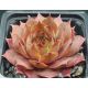 Sempervivum PURDY`S 50-6