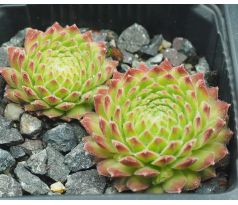 Sempervivum MICKEY MOUSE I