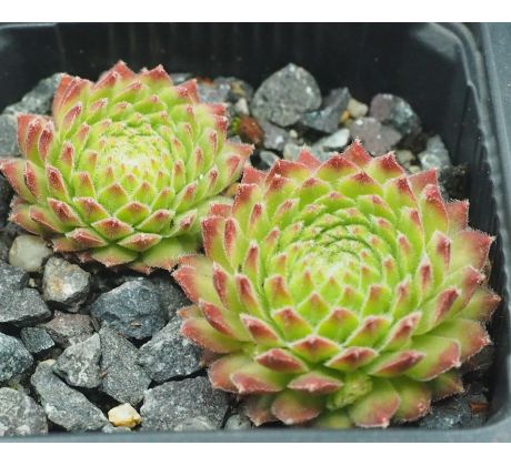 Sempervivum MICKEY MOUSE I
