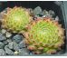 Sempervivum MICKEY MOUSE I
