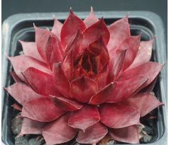 Sempervivum MAUVINE