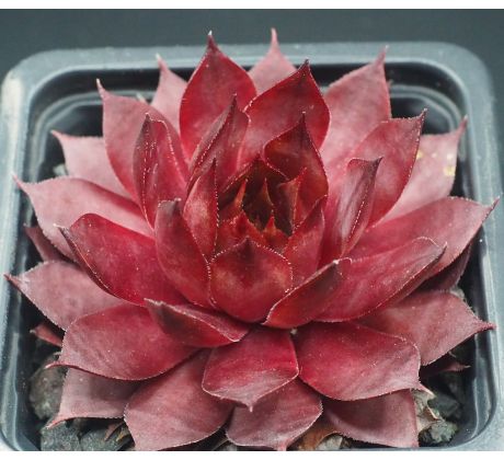 Sempervivum MAUVINE