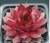 Sempervivum MAUVINE