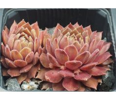 Sempervivum PLAMENY