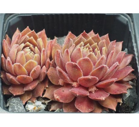 Sempervivum PLAMENY