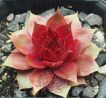 Sempervivum MILA