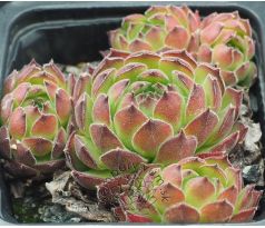 Sempervivum MOLLE