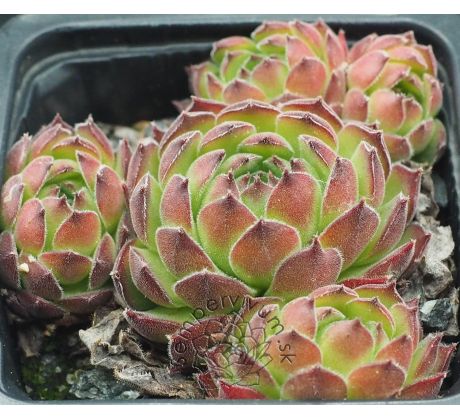Sempervivum MOLLE