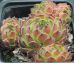 Sempervivum MOLLE