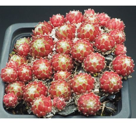 Sempervivum MIKE
