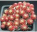 Sempervivum MIKE