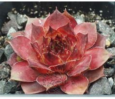 Sempervivum MAUNA KEA
