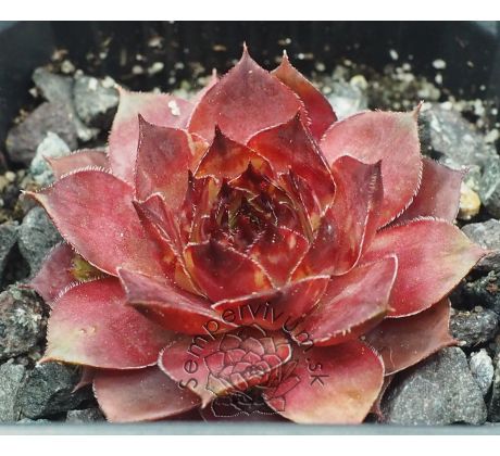 Sempervivum MAUNA KEA