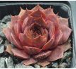 Sempervivum MISSOURI ROSE