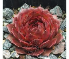 Sempervivum BEDIVERE