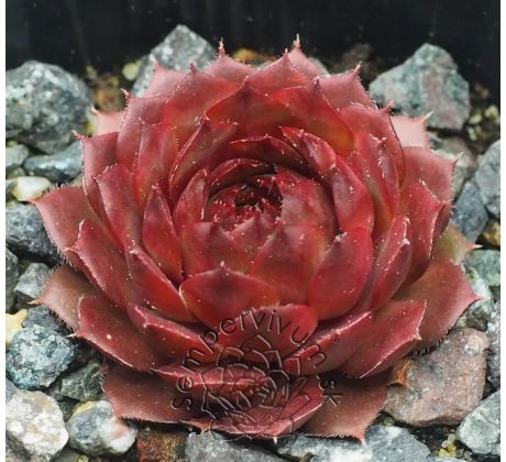 Sempervivum BEDIVERE