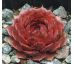 Sempervivum BEDIVERE