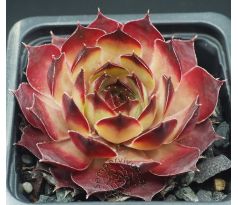Sempervivum MILAN