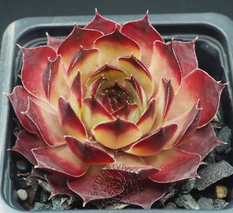 Sempervivum MILAN