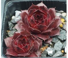 Sempervivum CARACALLIA