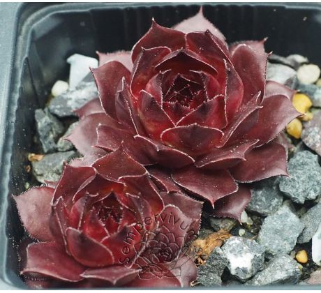 Sempervivum CARACALLIA