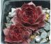 Sempervivum CARACALLIA