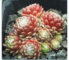 Sempervivum MONA LISA