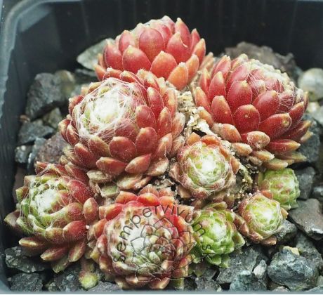 Sempervivum MONA LISA