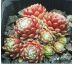 Sempervivum MONA LISA
