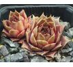 Sempervivum MIGNON