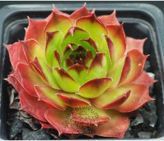Sempervivum MERCEDES