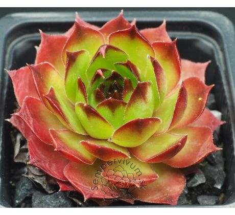 Sempervivum MERCEDES
