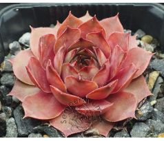 Sempervivum MERAPI