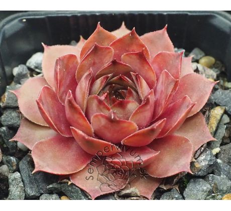 Sempervivum MERAPI