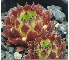 Sempervivum MARVALO