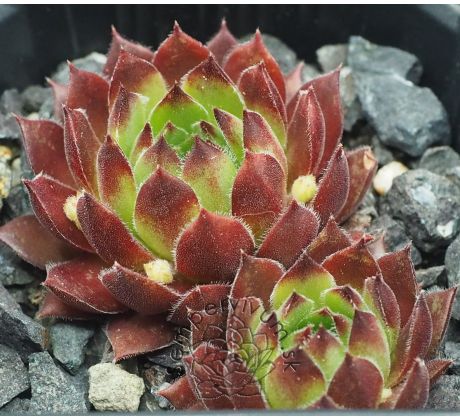 Sempervivum MARVALO