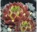 Sempervivum MARVALO