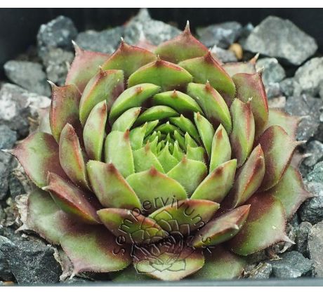 Sempervivum MOISHA