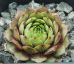 Sempervivum MOISHA