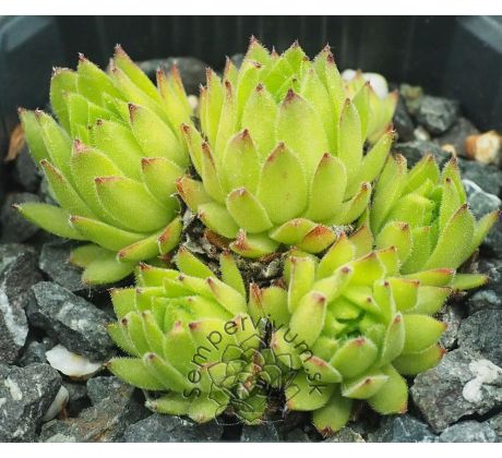 Sempervivum MIDAS