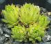 Sempervivum MIDAS