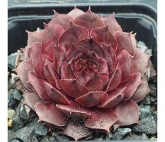 Sempervivum MILDRED