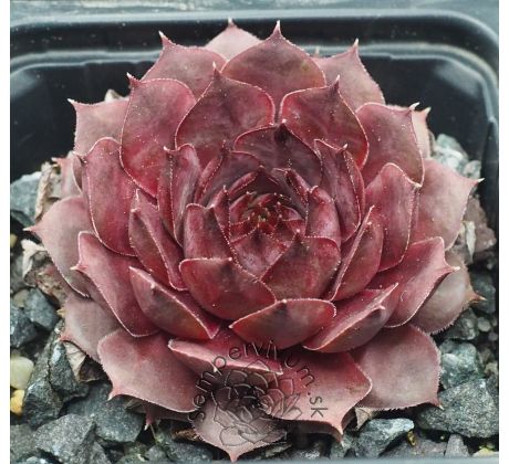 Sempervivum MILDRED