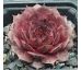 Sempervivum MILDRED