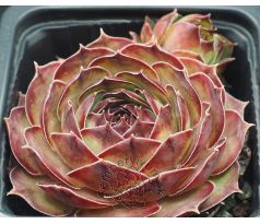 Sempervivum MATIFU