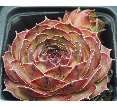 Sempervivum MATIFU