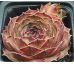 Sempervivum MATIFU