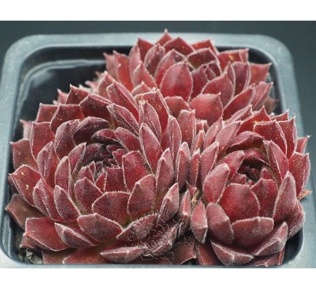 Sempervivum MONTESICO