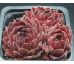 Sempervivum MONTESICO